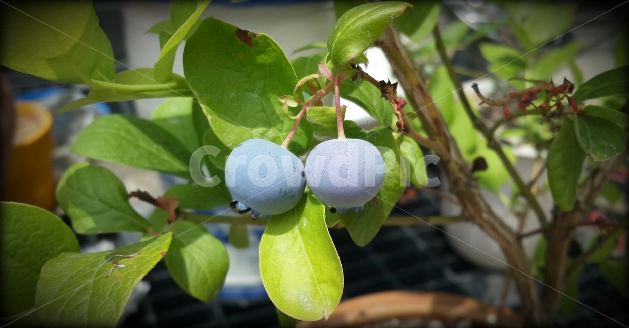 블루베리,블루베리열매,건강,식품,쥬스,잼,나무,보라빛,효능,친환경,blueberry,health,fruit,food,violet,tree,식물,자연,plants,nature,과일,열매,fruit