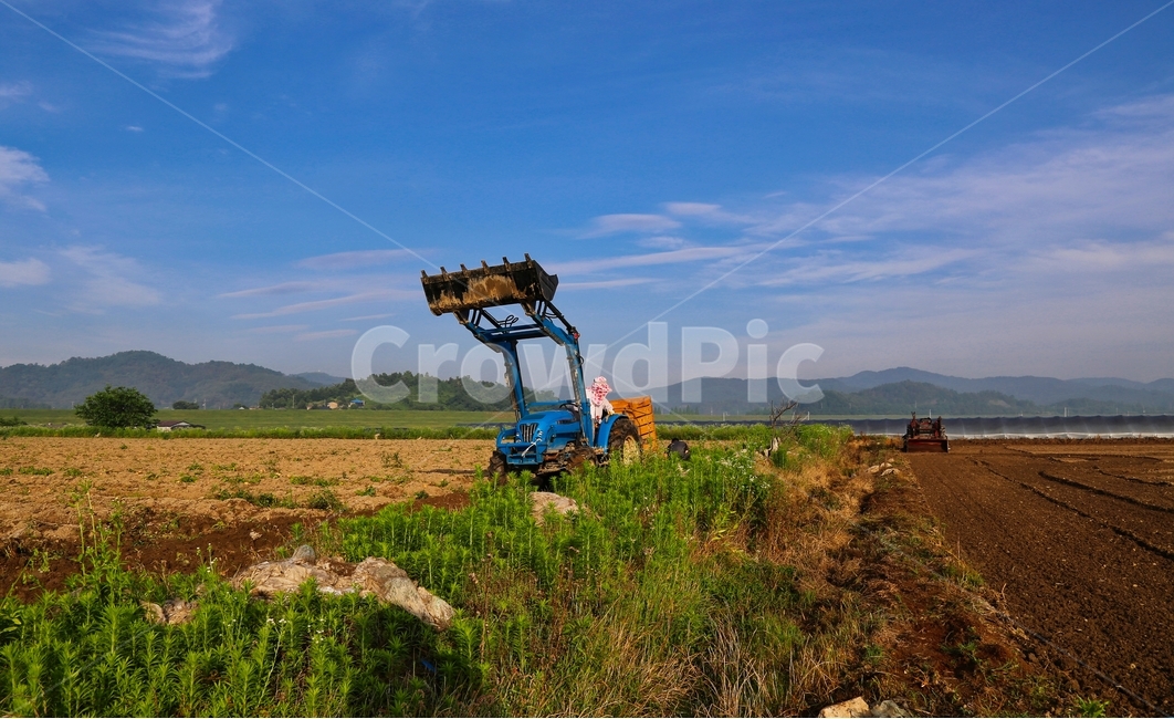 감자,감자수확,트랙터,감자밭,감자농사,시골,마을,풍경,landscape,country,rural,town,산업,industry,industrial,농업,농사,agriculture,farming,farming industry