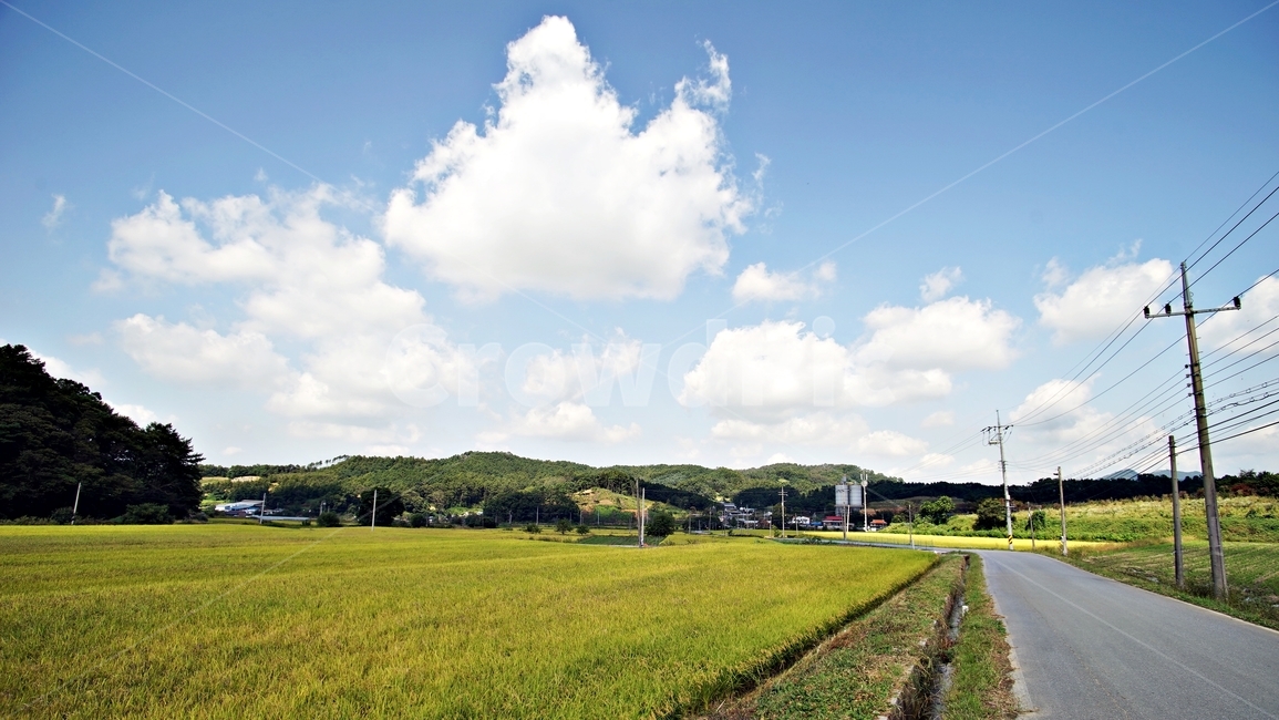 시골,길,가을,벼,추수,열매,곡식,하늘,구름,자연,목초지,nature,시골,마을,풍경,landscape,country,rural,town,농업,농사,agriculture,farming,farming industry