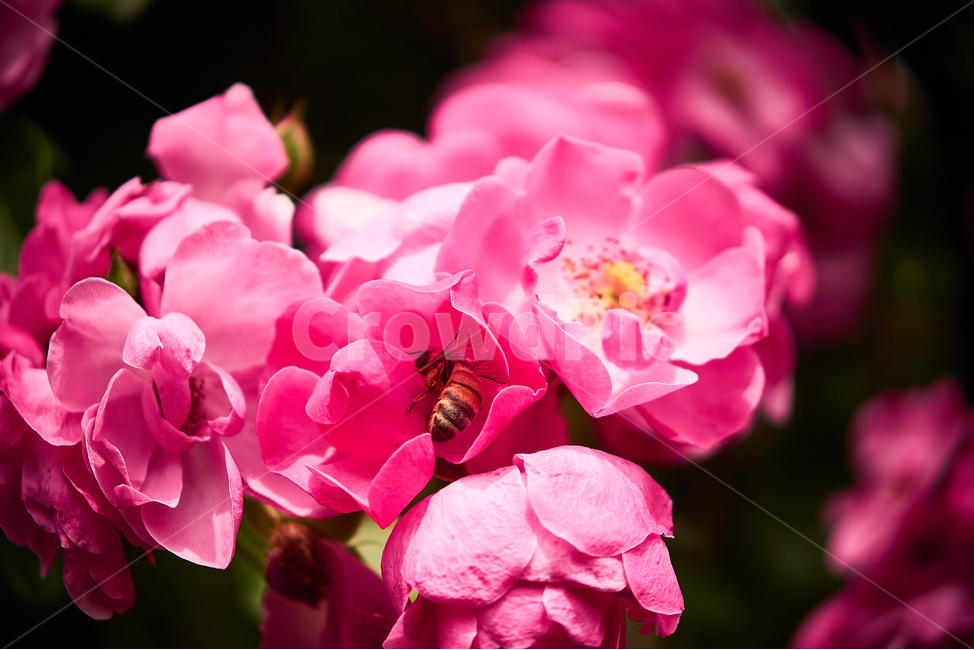 장미,꽃,접사,생화,화분,plant,nature,flower,초접사,rose,bee,곤충,insect,Pinkflower,분홍장미,분홍꽃,pinkrose