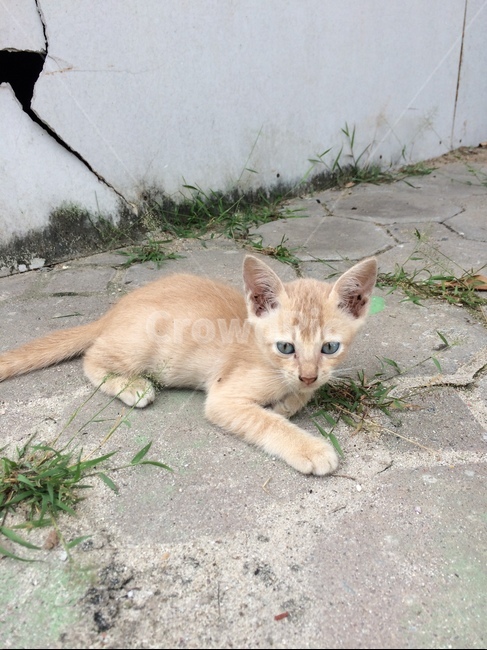 길고양이,고양이,동물,길냥이,아기고양이,동물,animal,포유류,mammal,고양이,cat,kitten,kitty