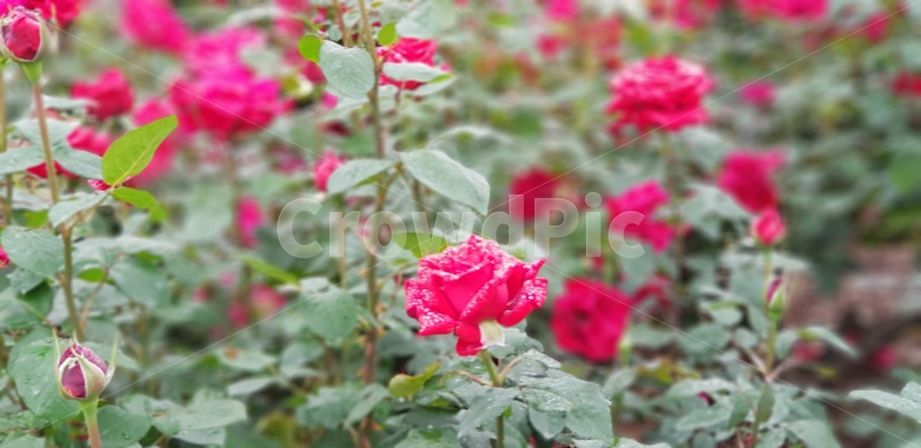 장미,꽃,rose,식물,자연,붉은장미,정열,5월,그린,flower,장미꽃,nature,식물,자연,plants,nature,꽃,flower