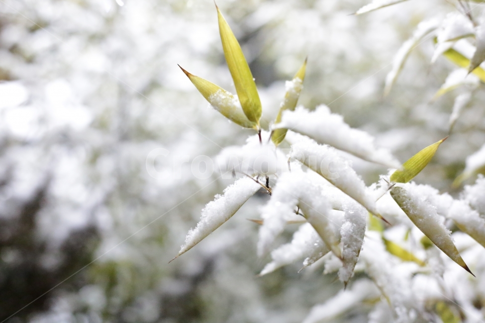 자연,겨울,눈,잎,식물,대나무,나무,winter,nature,plant,leaf,snow,white,season,추위,계절,사철나무,감성,겨울,계절,winter,season,식물,자연,plants,nature