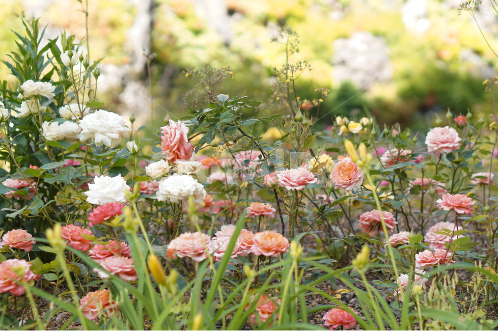 장미,봄,꽃,풍경,햇빛,식물,자연,plants,nature,꽃,flower