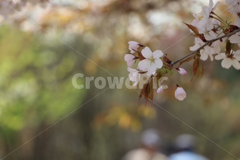 꽃,봄,4월,봄꽃,벚꽃,봄,계절,spring,season,plant,식물