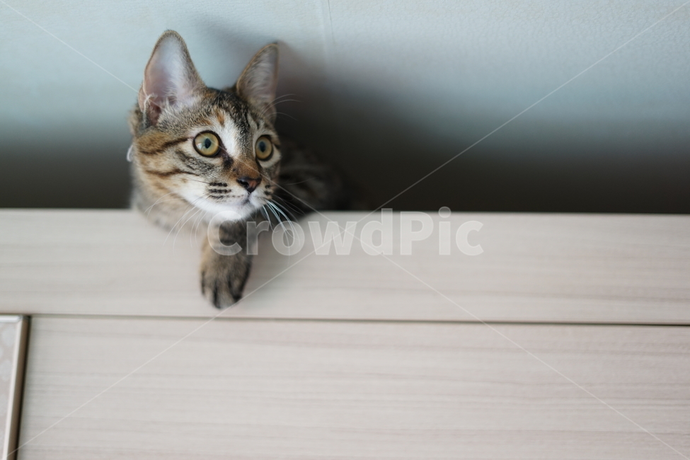 고양이,반려동물,동물,cat,pet,love,가족,family,동물,animal,포유류,mammal,고양이,cat,kitten,kitty
