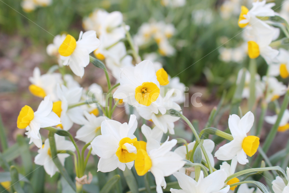 수선화,봄꽃,봄,꽃,감성,식물,봄,계절,spring,season,식물,자연,plants,nature,꽃,flower,plant,blossom