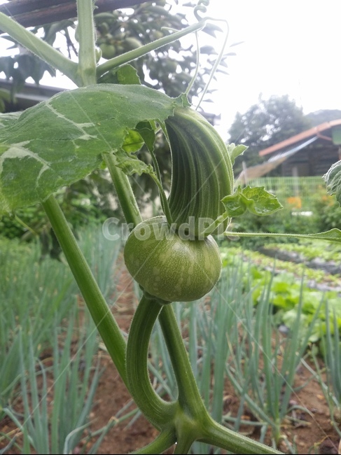 식물,plant,호박,호박잎,잎,자연,식물,자연,plants,nature
