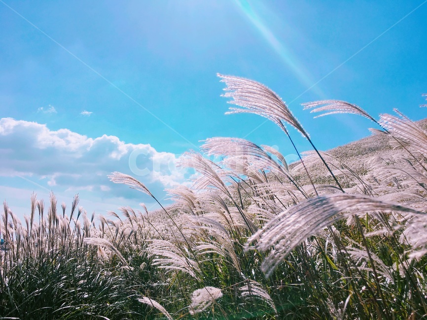 제주,제주도,하늘,맑음,자연,햇빛,새별오름,억새,jeju,jejuisland,sky,sunny,nature
