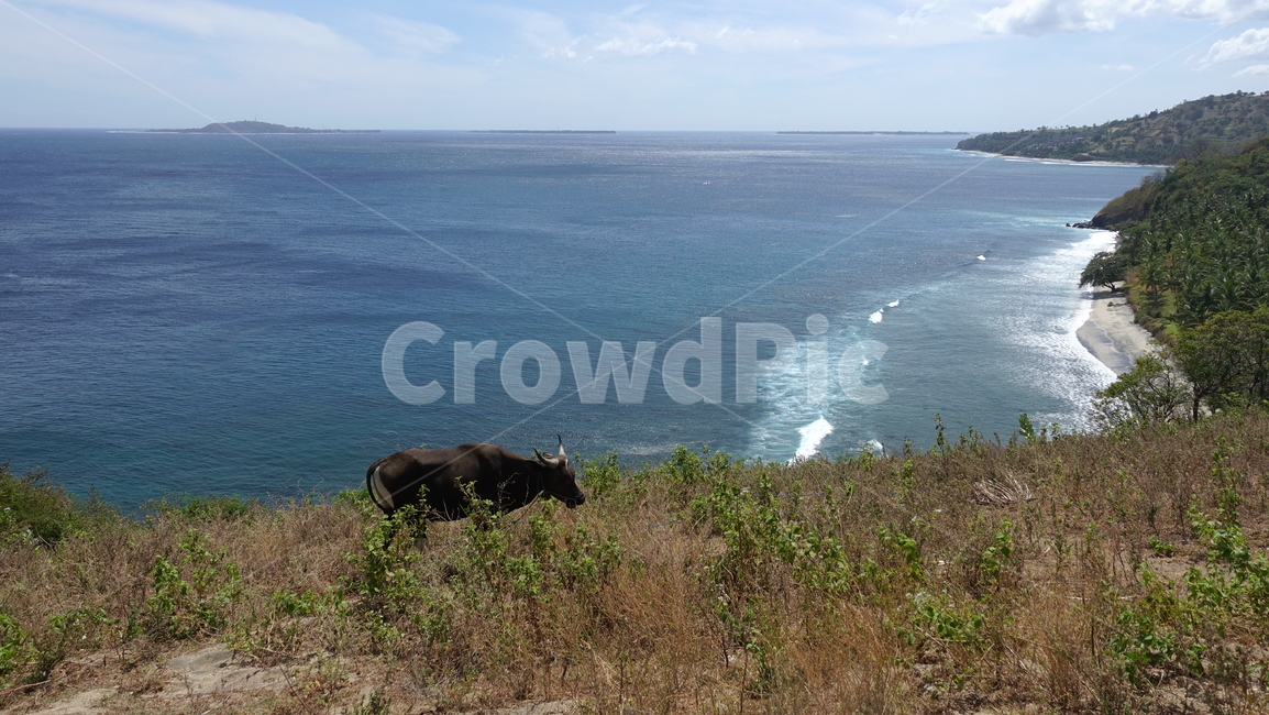 바다,파랑,blue,sea,ocean,nature,자연,소,cow,여름,여름휴가,summer,vacation,태평양