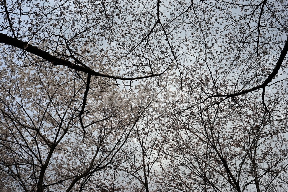 벚나무,나무,꽃,cherry,cherrytree,하늘,cherryblossom,nature,spring,봄,계절,spring,season,식물,자연,plants,nature,나무,trees,wood,tree,plant