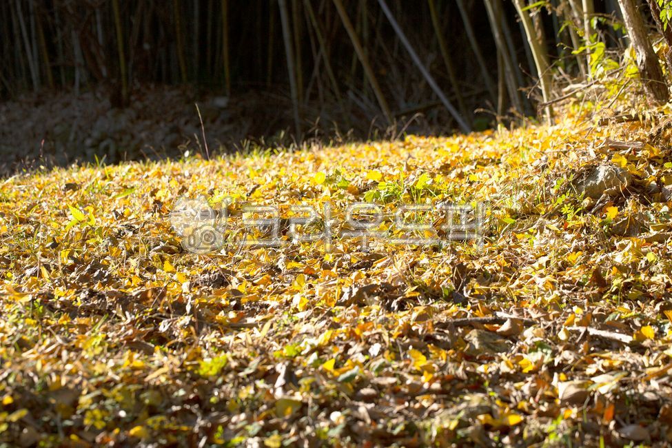 식물,나무,맑음,바깥,나무가지,풀,잡초,야외,쾌청,옥외,실외,화창,관광명소,한국담양,소쇄원,삼림,숲,자연,수풀,경치,풍경,빛,수목,가을,대나무숲,노랑색,마른잎,옐로우,잎,낙엽,단풍,고엽,nature,outdoors,field
