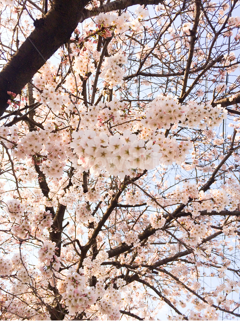 벚꽃,sakura,벚나무,봄,꽃,봄꽃,flower,분홍색,핑크색,식물,자연,나무,tree,cherryblossom,체리블라썸,봄,계절,spring,season,plant,blossom