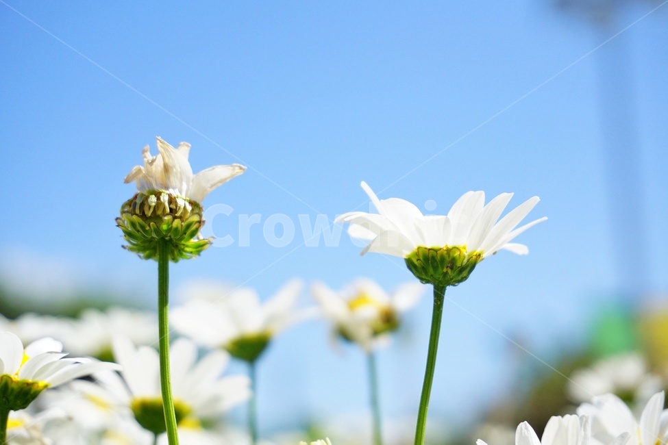 plant,식물,꽃,순백,흰색,white,sky,하늘,flower
