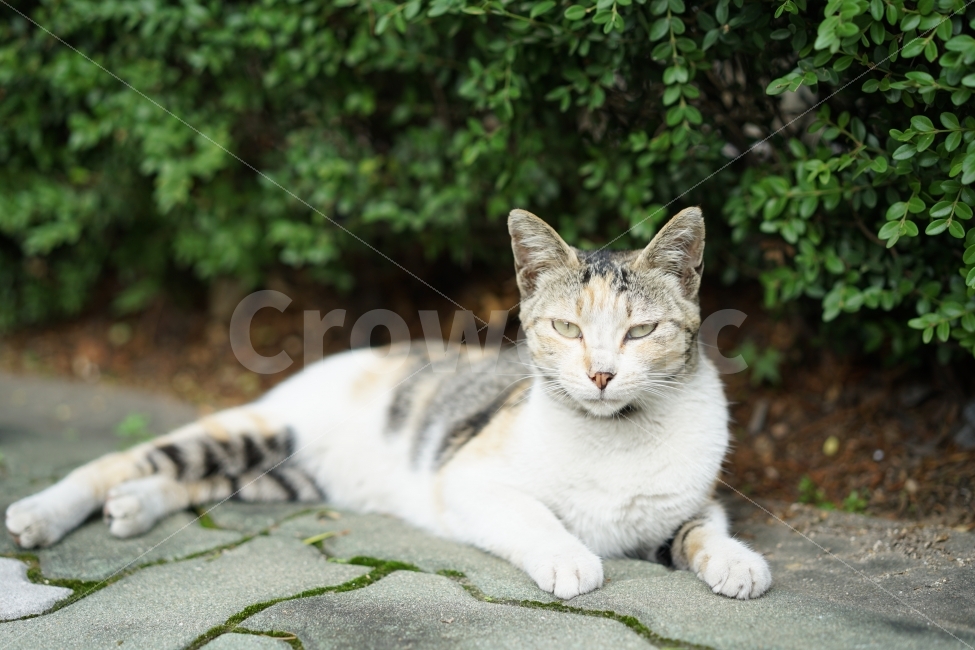 	고양이,cat,동물,길냥이,야옹이,냐옹이,생명,귀요미,졸림,졸음,길,거리,일상,큐티,동물,animal,포유류,mammal,고양이,cat,kitten,kitty