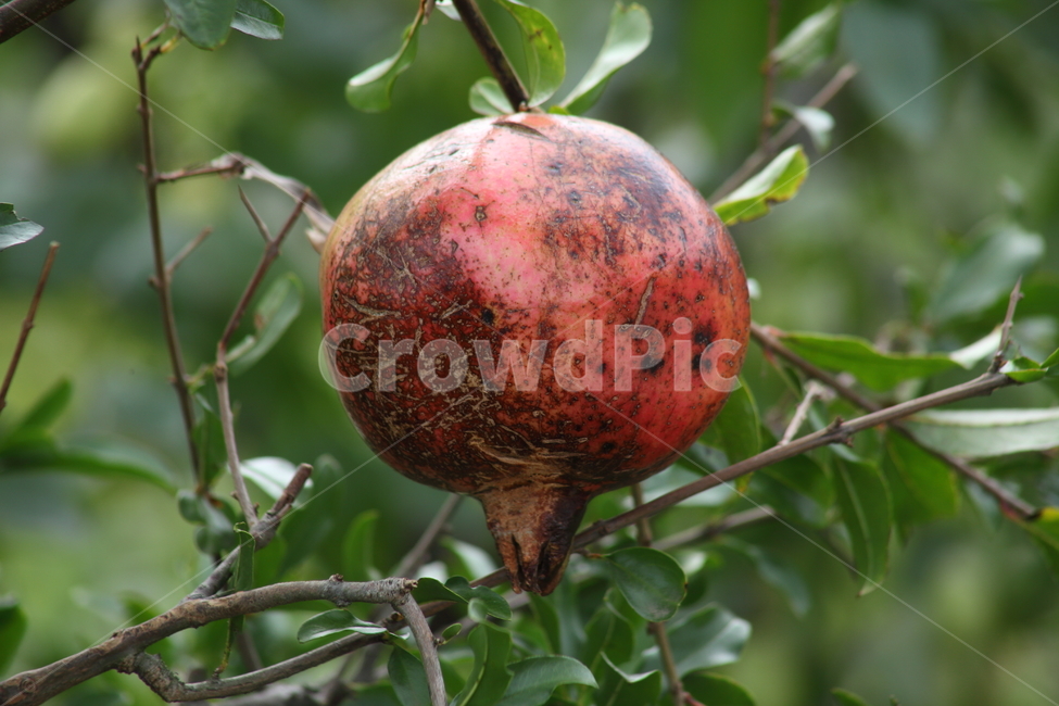 석류,열매,과일,pomegranate,fruit,과일,열매,fruit