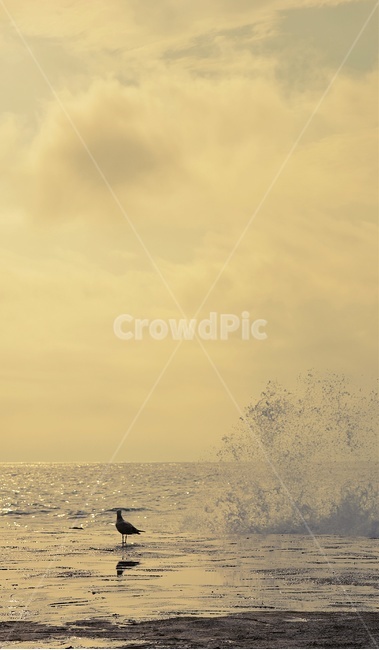 바다,갈매기,풍경,파도,노을,sea,seagull,wave,scenery