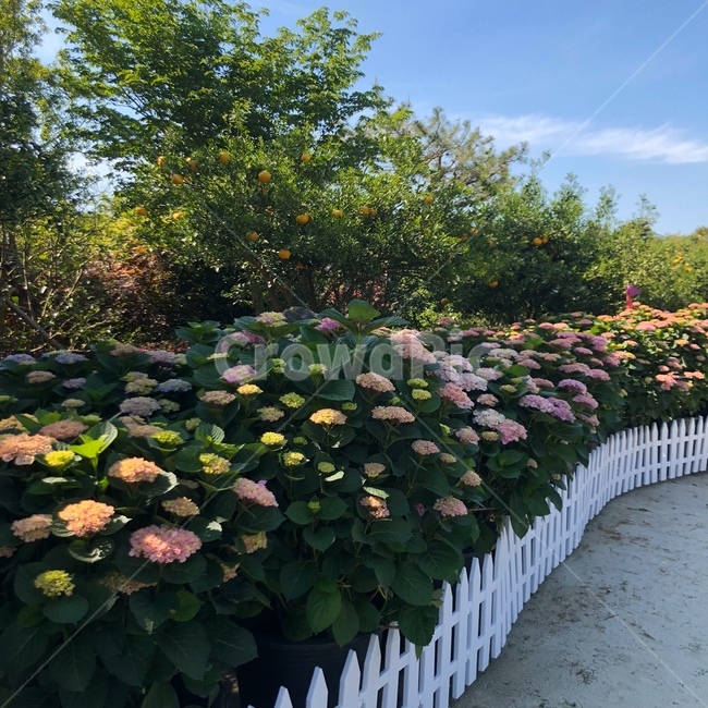 fence,울타리,꽃,봄,flower,자연,수국화,nature