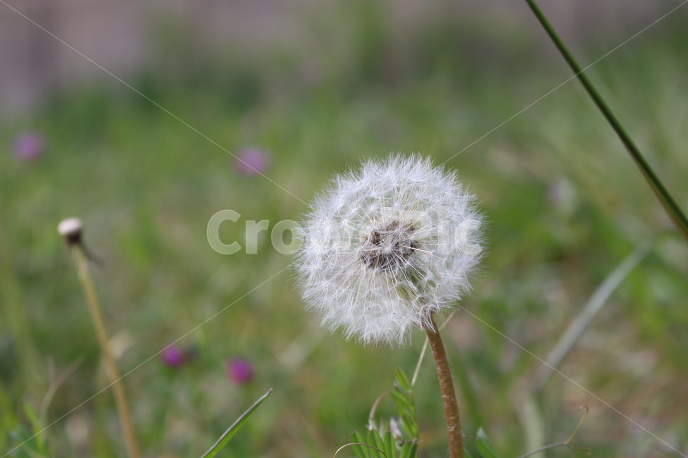 민들레,홀씨,씨앗,희망,바람,자연,배경