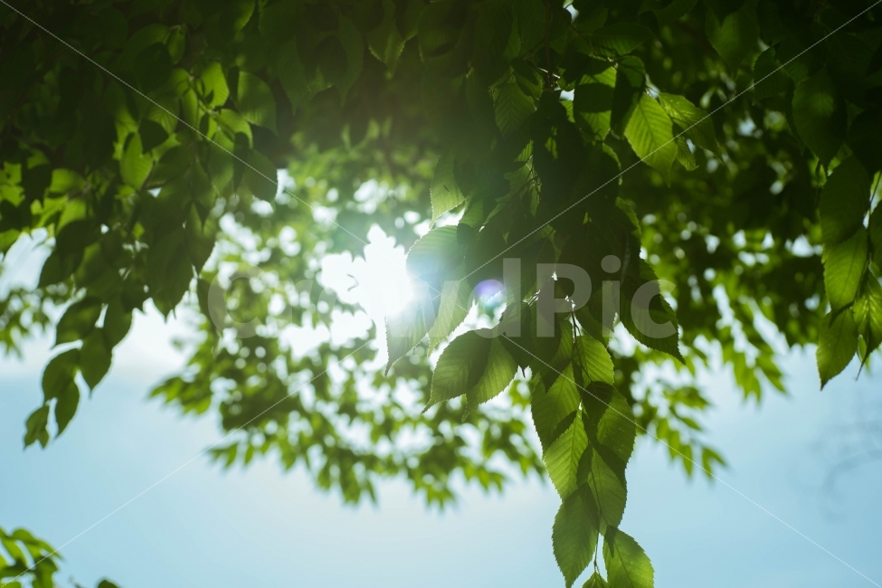 햇살,나뭇잎,감성,감성사진,sunshine,sunlight,여름,계절,summer,season,휴식,힐링,rest,relaxation,healing,식물,자연,plants,nature,flare,플레어,light,빛,햇빛