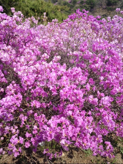 진달래,꽃,배경,풍경,봄,봄,계절,spring,season,식물,자연,plants,nature,꽃,flower,plant,blossom,petal,꽃잎