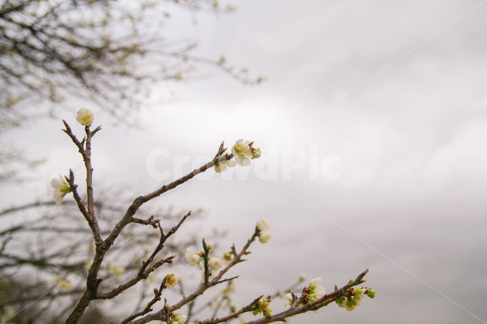 매화,매화나무,봄,꽃,매화꽃,하늘,감성사진,자연,풍경,봄,계절,spring,season,식물,자연,plants,nature,꽃,flower,plant