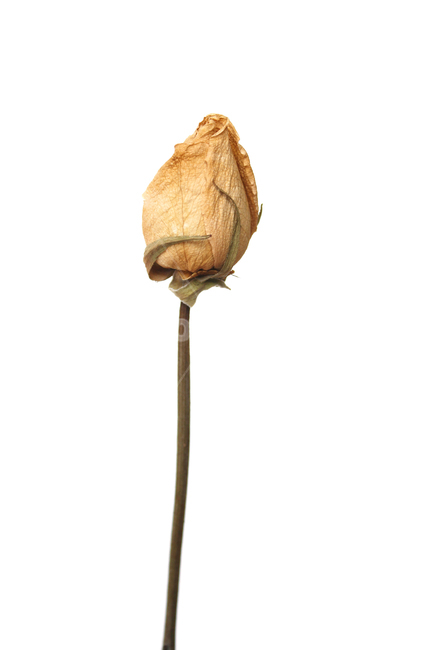꽃,장미,로즈,장미꽃,플라워,드라이,드라이플라워,말린,말려놓은,마른,노란색,노랑,옐로우,말린장미,식물,자연,flower,dry,dried,dryflower,yellow,green,rose,줄기,dryrose,plant,nature,꽃봉우리,봉우리,흰배경,꽃,flower,누끼,remove background