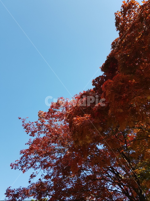 가을,단풍,낙엽,하늘,나무,sunny,fall,maple,red,sky,tree,맑음,weather,산책,쓸쓸한,외로운