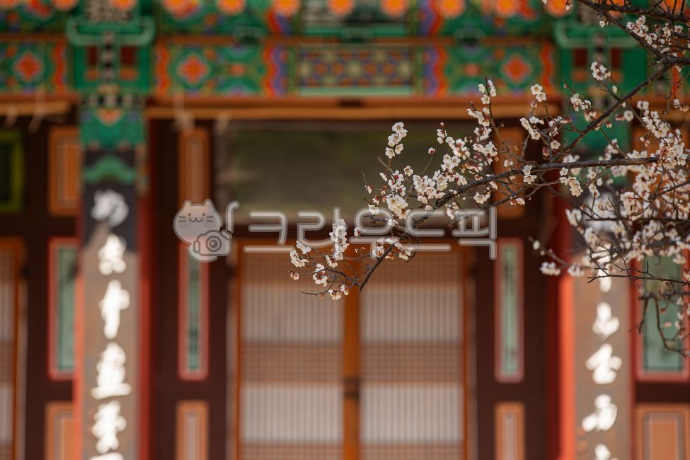 plum blossom,flower,tree,branch,petal,spring,spring flower,news of spring,out of focus,close-up,temple,buddhism,hanok