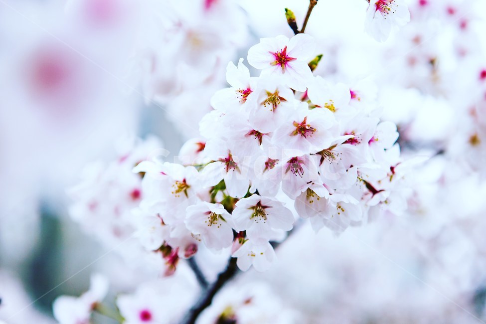 연분홍,꽃,벚꽃,벚꽃길,봄,봄,계절,spring,season,식물,자연,plants,nature,꽃,flower,plant