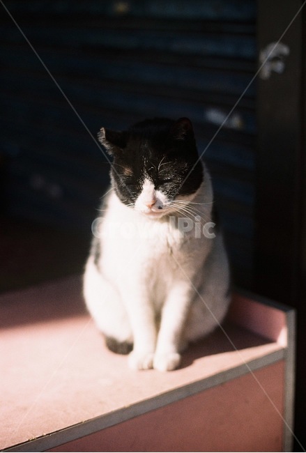 고양이,동물,길고양이,반려묘,야롱이,동물,animal,포유류,mammal,고양이,cat,kitten,kitty