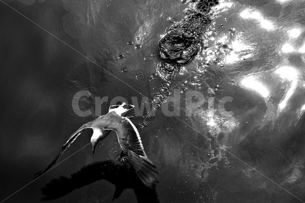 갈매기,비상,날개,흑백,스냅,시선,감성,동물,animal,조류,새,birds,흑백,모노톤,monochrome,black and white