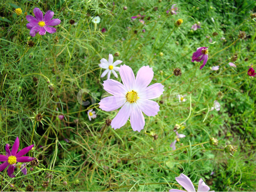 꽃,봄,식물,자연,초록,식물,자연,plants,nature,꽃,flower
