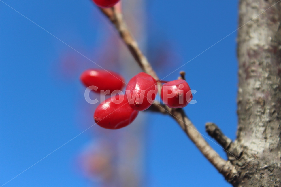 plant,식물,fruit,열매,red