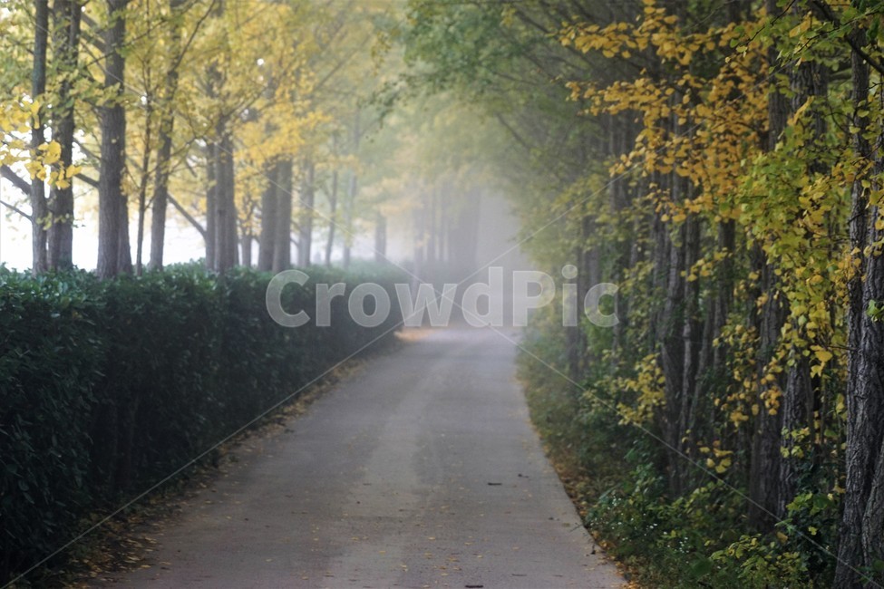 가을,은행나무,단풍,낙엽,나무,자연,식물,풍경,안개,자연풍경,감성,nature,fall,autumn,trees,yellow,은행나무길,green,가을,계절,fall,autumn,season,outdoors,옥외