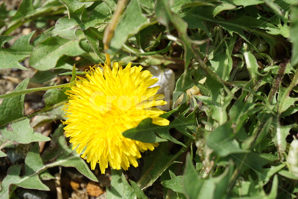 봄,민들레,노랑색,녹색,노란민들레,민들레나물,4월,식물,자연,plants,nature,꽃,flower