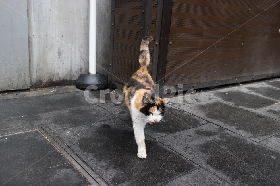 길고양이,고양이,cat,화난고양이,길냥이