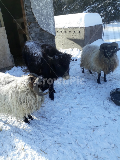 양떼,양농장,양목장,양치기,양털,눈,겨울,계절,winter,season,동물,animal,포유류,mammal