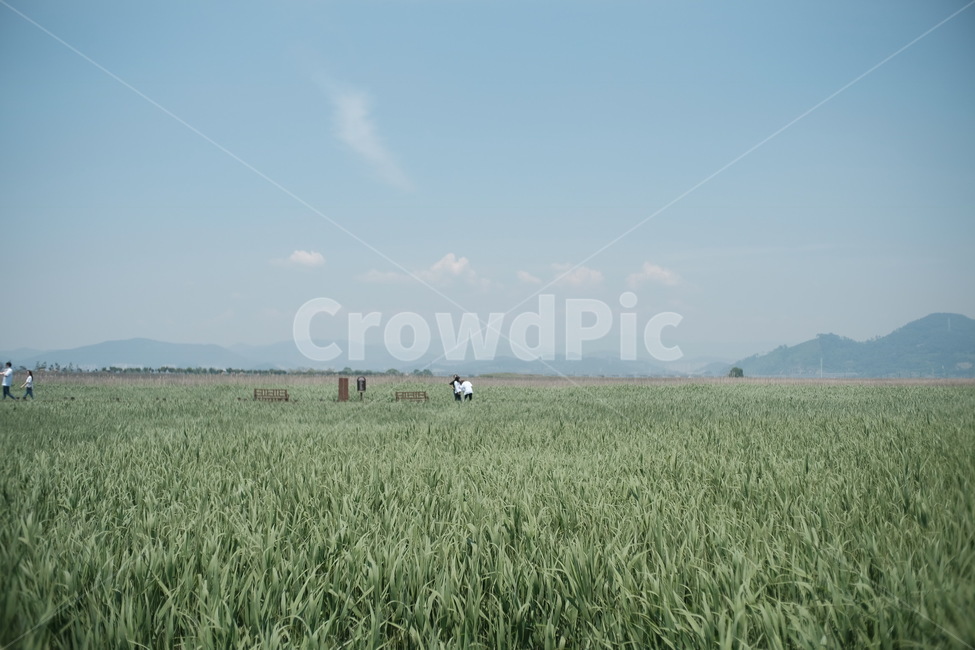 풍경,갈대,순천만,하늘,여름,자연,풍경,nature,landscape,한국자연풍경,한국자연경관,korea nature landscape,grassland,목초지,outdoors,옥외,field,들,paddy field,패디 필드