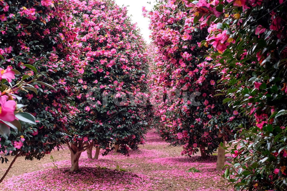 제주,겨울제주,동백,동백꽃,동백나무,jeju,camellia,winterflower,식물,자연,plants,nature,꽃,flower,나무,trees,wood