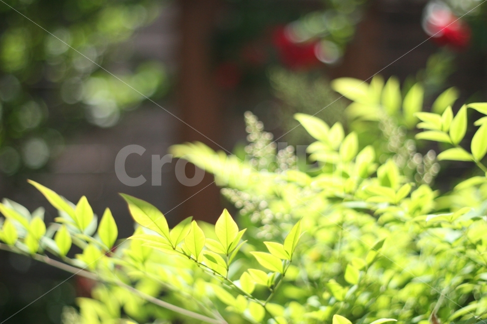 자연,풍경,식물,초록,화창함,나뭇잎,식물,자연,plants,nature