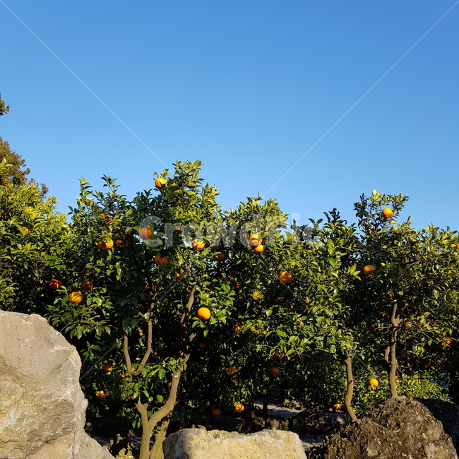 천혜양,천혜양나무,나무,싱그러움,상큼함,열매,제주도,jeju,식물,자연,plants,nature,과일,열매,fruit