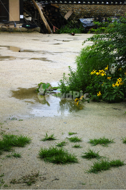마당,웅덩이,꽃,식물,잡초,plant,자연,풍경,nature,landscape,outdoors,옥외
