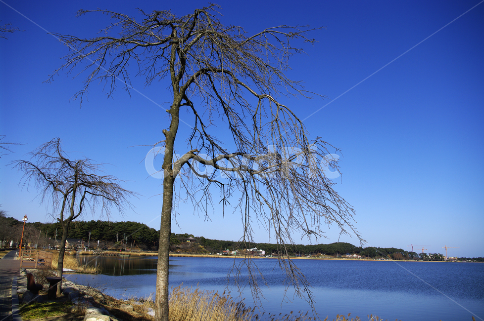 나무,풍경,호수,갈대,식물,plant,겨울,겨울,계절,winter,season,자연,풍경,nature,landscape,식물,plants,나무,trees,wood,tree,water,물,outdoors,옥외