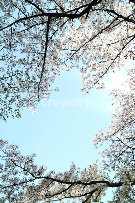 벚꽃,봄,하늘,꽃,벚나무,자연,식물,나무,배경,백그라운드,배경이미지,아름다움,꽃송이,계절,봄,계절,spring,season,자연,풍경,nature,landscape,plant,flower,cherry blossom,blossom