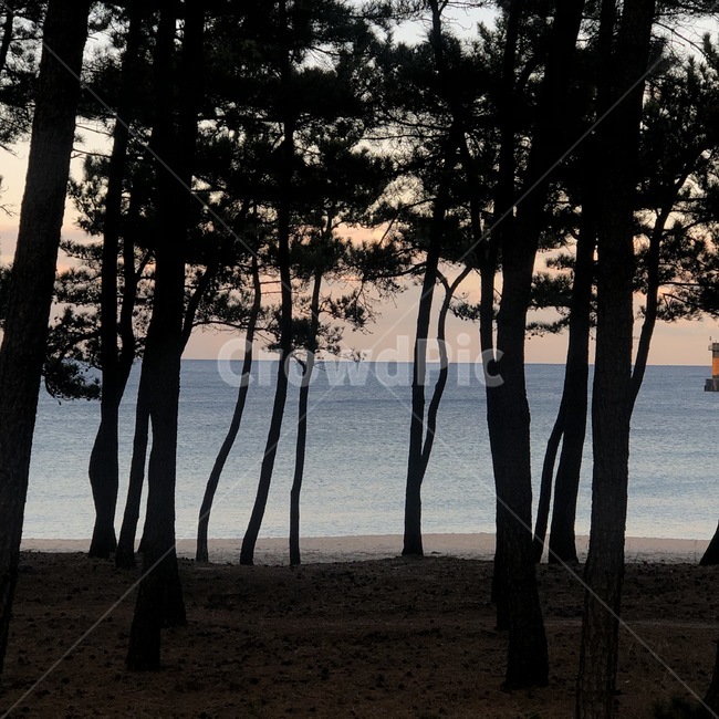 plant,식물,tree,나무,소나무,pine,바다,sea,저녁,식물,자연,plants,nature,나무,trees,wood