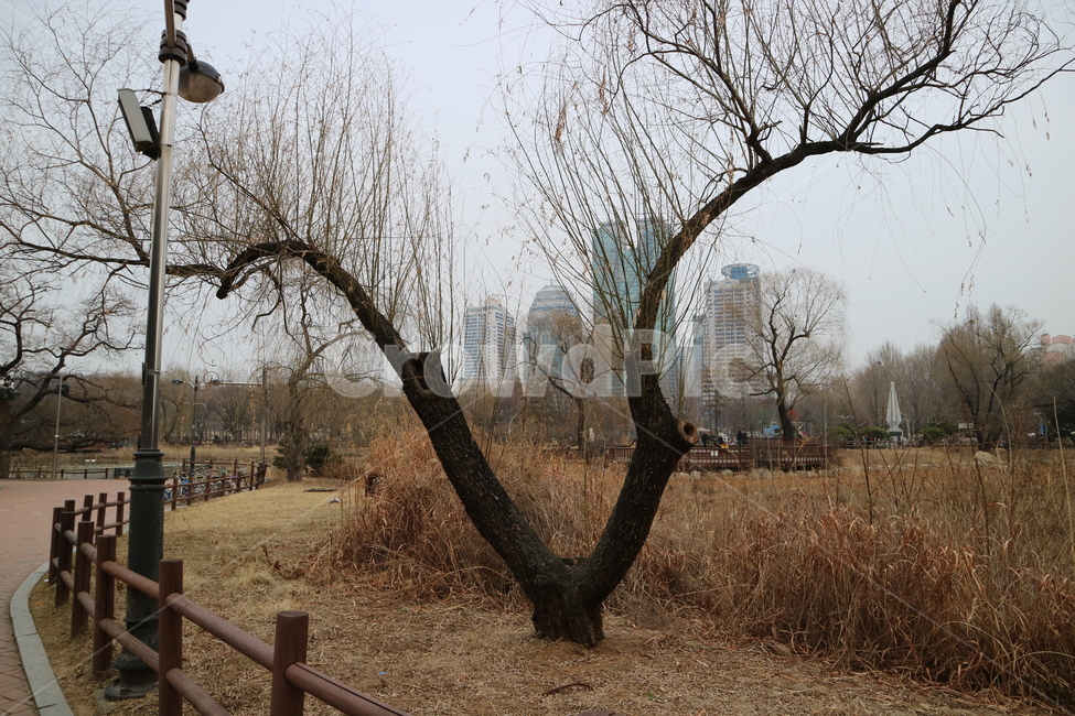 겨울,낙엽,나무,공원,산책,가을,겨울,계절,winter,season,도시,풍경,city,landscape,한국도시풍경,한국도시경관,korea cityscape,식물,자연,plants,nature,나무,trees,wood,plant,tree