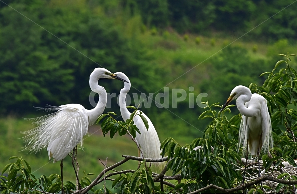 백로,egret,흰이슬,중대백로,여름새,철새,여름철새,외가리과,동물,animal,조류,새,birds