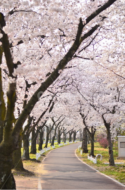 봄,벚꽃,길,자연,풍경,봄,계절,spring,season,자연,풍경,nature,landscape,식물,plants,나무,trees,wood,plant,flower,꽃,cherry blossom,blossom