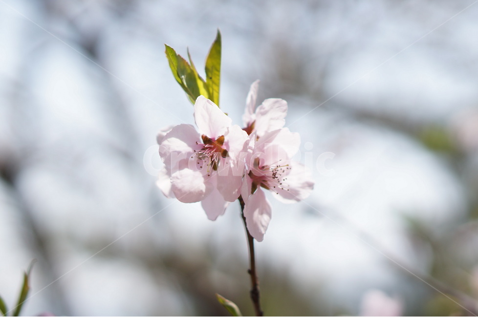복사꽃,핑크,봄,산,낮,빛,봄,계절,spring,season,식물,자연,plants,nature,꽃,flower,plant